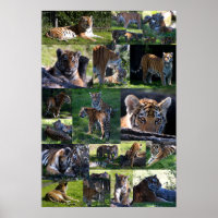 Calgary Zoo Tiger with Cubs