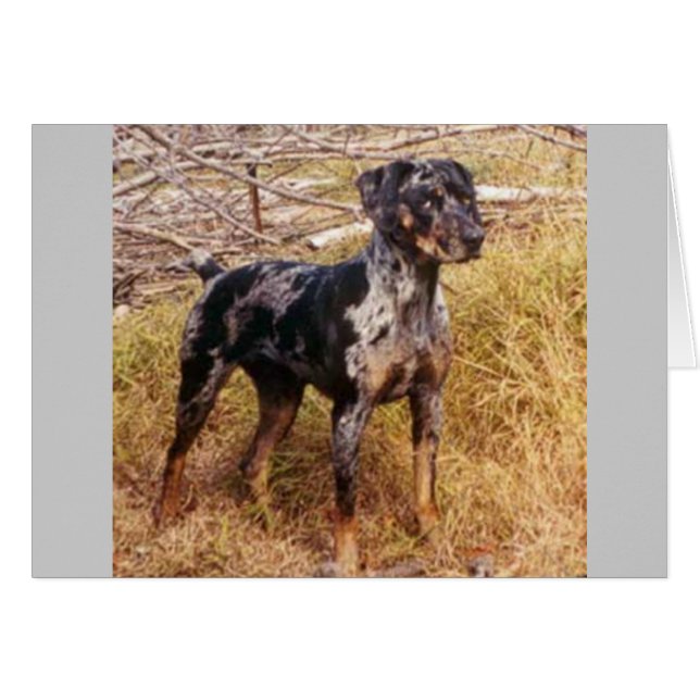 Cali (Front Horizontal)