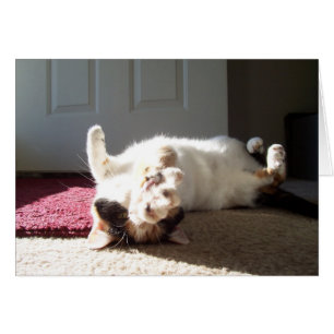 Calico cat