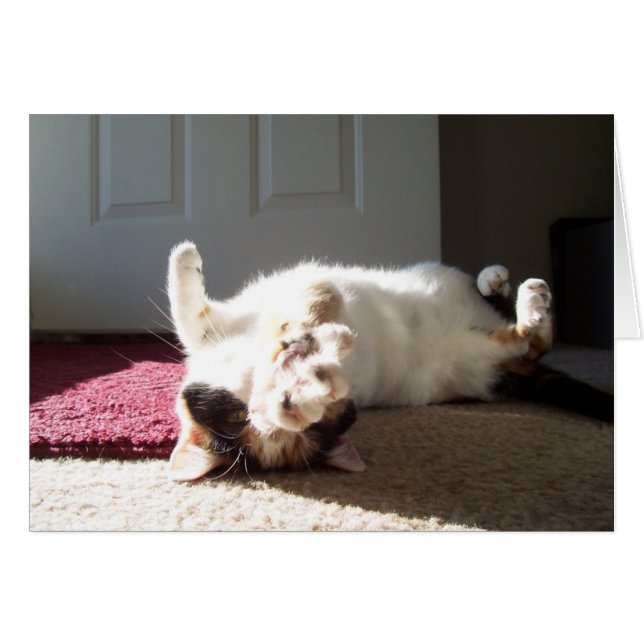 Calico cat (Front Horizontal)