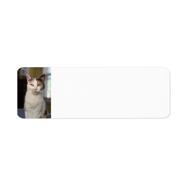 Calico cat (Front)