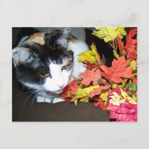 Calico Cat Autumn Postcard