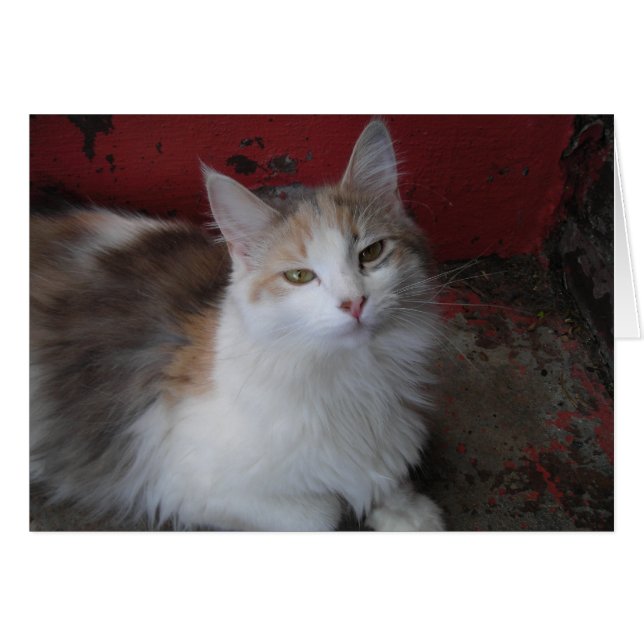 Calico Cat Card (Front Horizontal)
