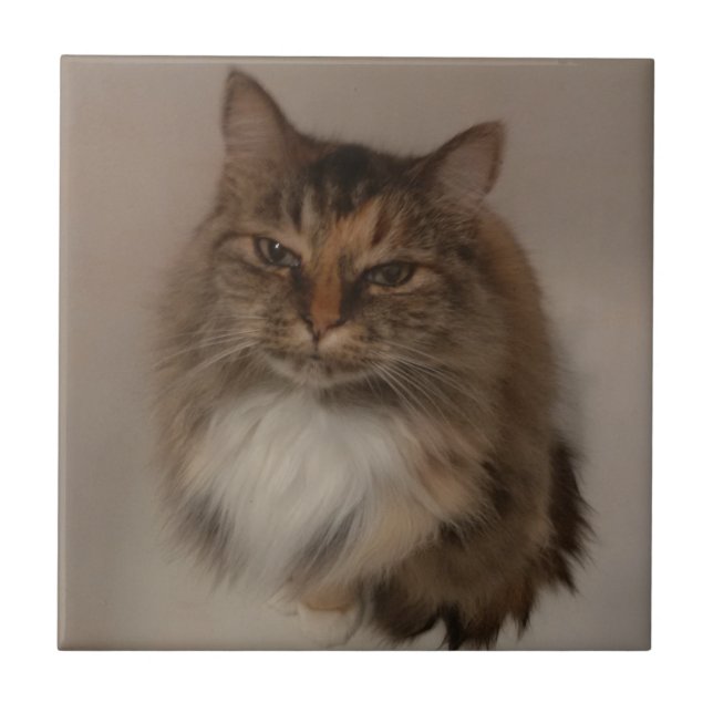 Calico Cat Ceramic Tile (Front)