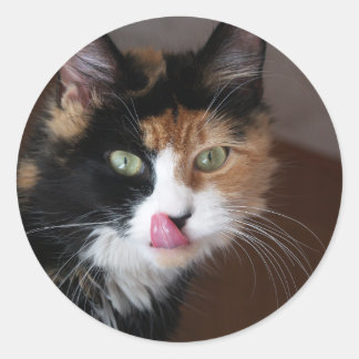 Calico Cat Classic Round Sticker
