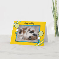 Calico cat curled up asleep photo yellow green