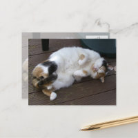 Calico cat curled up on the decking