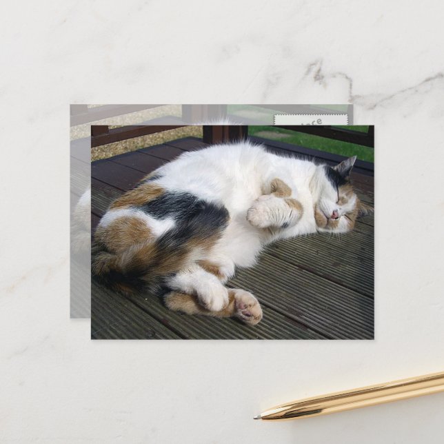 Calico cat curled up on the decking postcard (Front/Back In Situ)