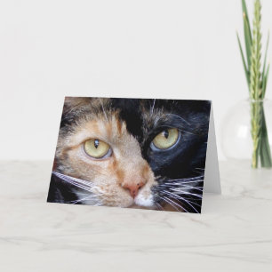 Calico cat greeting card