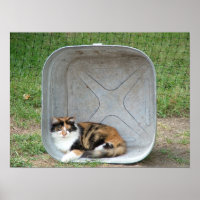Calico Cat in Basin