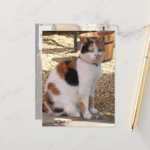Calico cat in the garden postcard