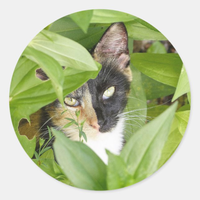 Calico Cat in the Zinnias Classic Round Sticker (Front)