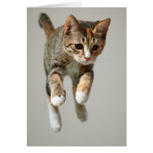 Calico Cat Jumping