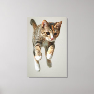 Calico Cat Jumping Canvas Print