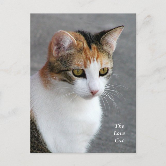 Calico Cat Love Postcard (Front)