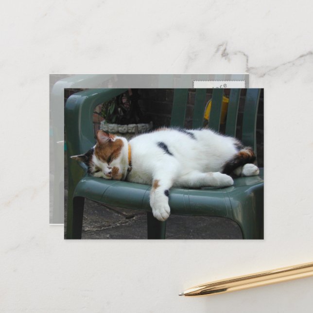 Calico cat lying on a chair postcard (Front/Back In Situ)