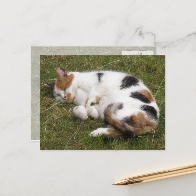 Calico cat lying on the grass postcard (Front/Back In Situ)