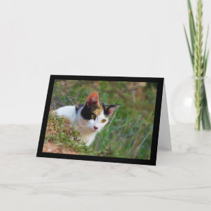 Calico Cat on the Prowl Card