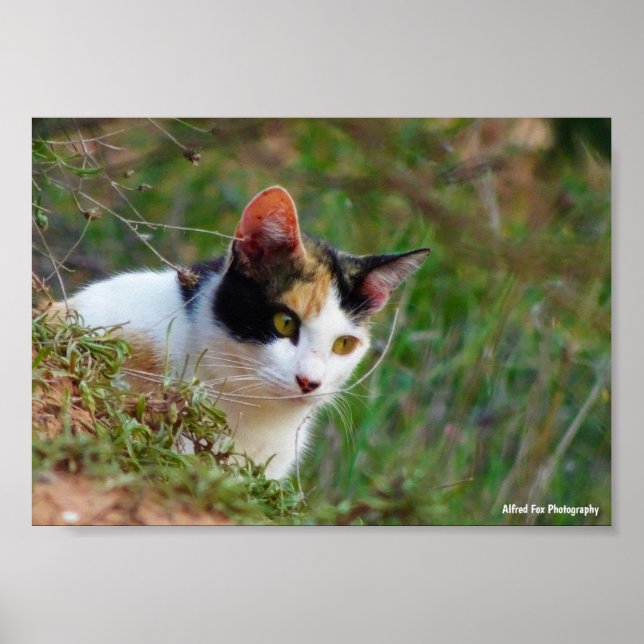 Calico Cat on the Prowl Poster (Front)