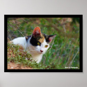Calico Cat on the Prowl Poster