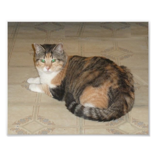Calico Cat Photo Print (Front)
