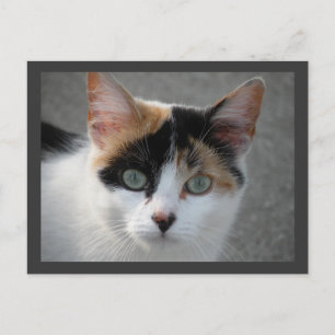 Calico cat postcard