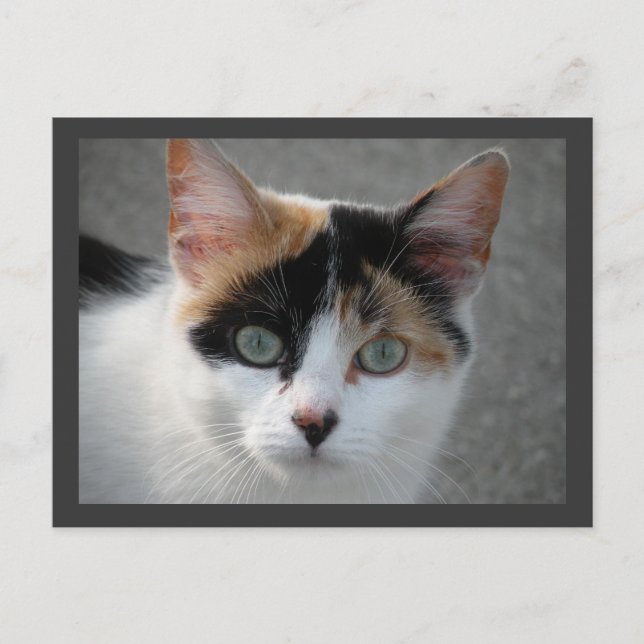 Calico cat postcard (Front)