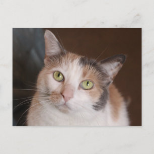 Calico cat postcard