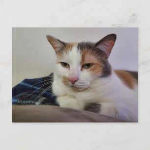 Calico Cat Postcard