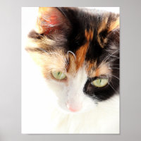 Calico Cat