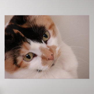 Calico Cat Poster