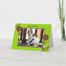 Calico cat sitting photo green brown