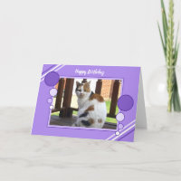 Calico cat sitting photo purple lilac birthday