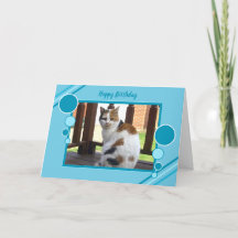 Calico cat sitting photo purple turquoise