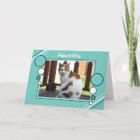 Calico cat sitting photo turquoise green birthday