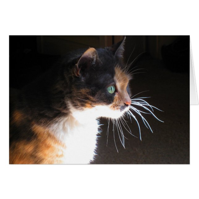 Calico Cat Whiskers (Front Horizontal)