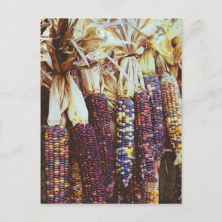 Calico Corn Postcard