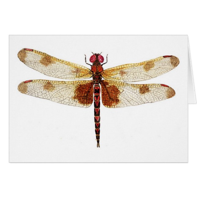 Calico Dragonfly (Front Horizontal)
