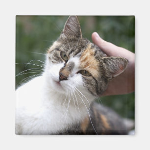 Calico Enjoys A Stroke Magnet