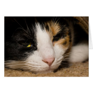 Calico Face