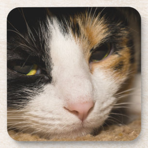 Calico Face Coaster