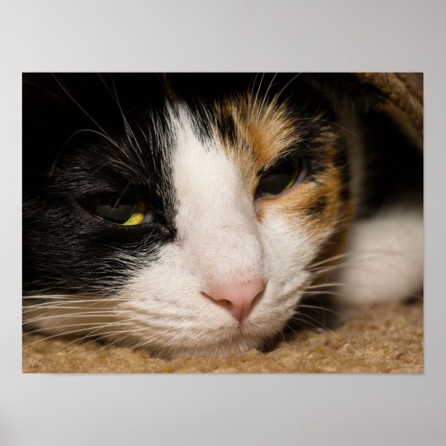 Calico Face Poster (Front)