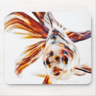 Calico Fantail Comet goldfish (Carassius Mouse Pad