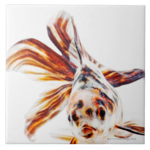 Calico Fantail Comet goldfish (Carassius Tile