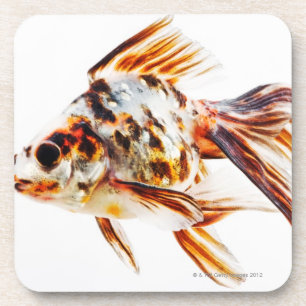 Calico Fantail Comet goldfish Coaster
