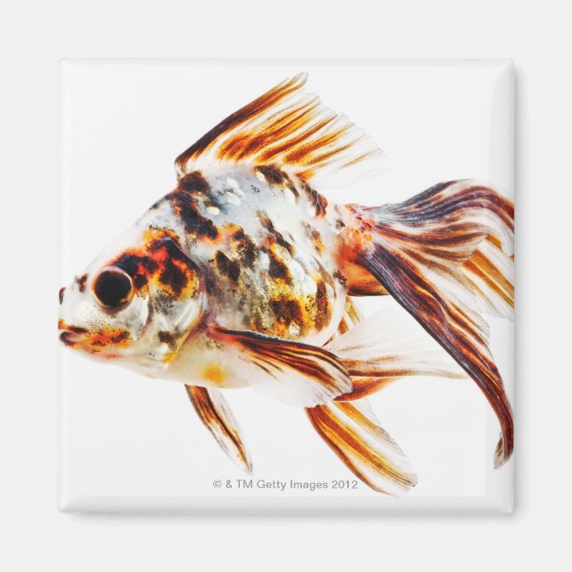 Calico Fantail Comet goldfish Magnet (Front)