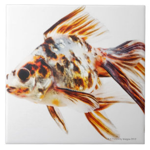 Calico Fantail Comet goldfish Tile
