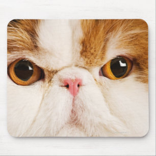Calico Harlequin Persian Mouse Pad