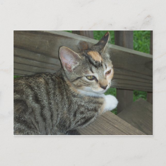 Calico Kitten, 1 Postcard (Front)