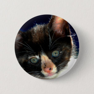 Calico Kitten Button
